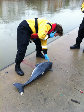 chiswick porpoise