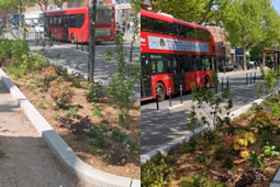 King Street Rain Gardens Praised by Hammersmith Society