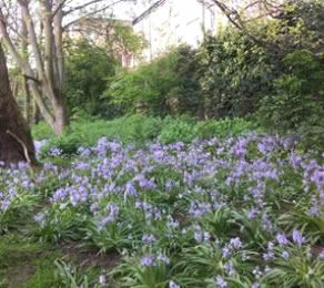 Bluebells in Marcus Garvey Park in West Kensington