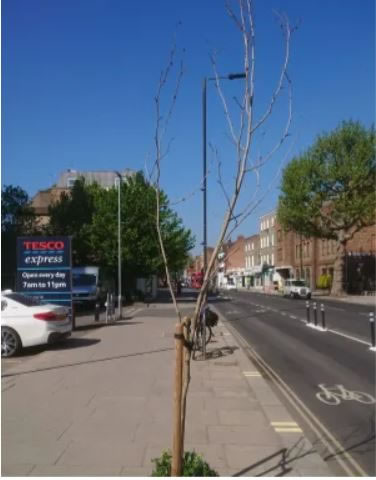 The tree on King Street that failed to thrive 