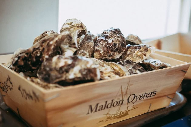 Maldon oysters 