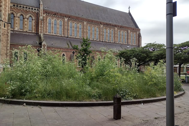 An area next to St. Paul's Church is left to run wild 