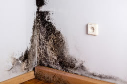Council Gives Out Big Contract to Tackle Mould