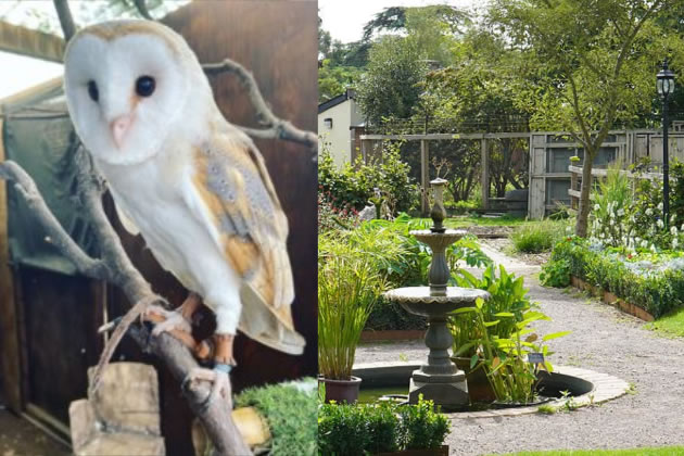 Missing barn owl, Shiraz (left) and the Capel Manor Gunnersbury Campus