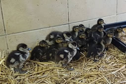 Goslings Rescued from River Thrive in Luxury Heated Nursery