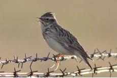 Woodlark